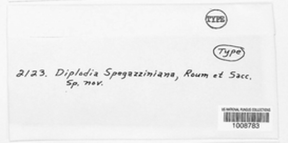 Diplodia spegazziniana image